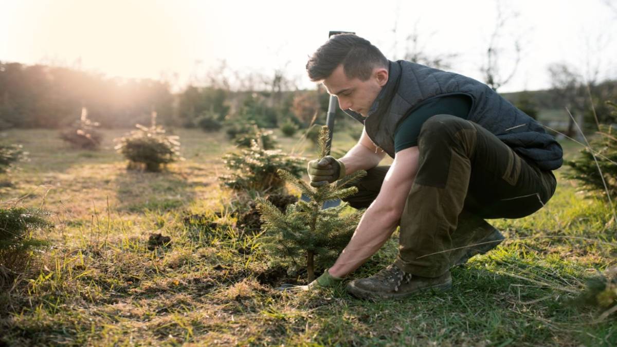Forest Subscriptions: Grow Trees, Help the Planet