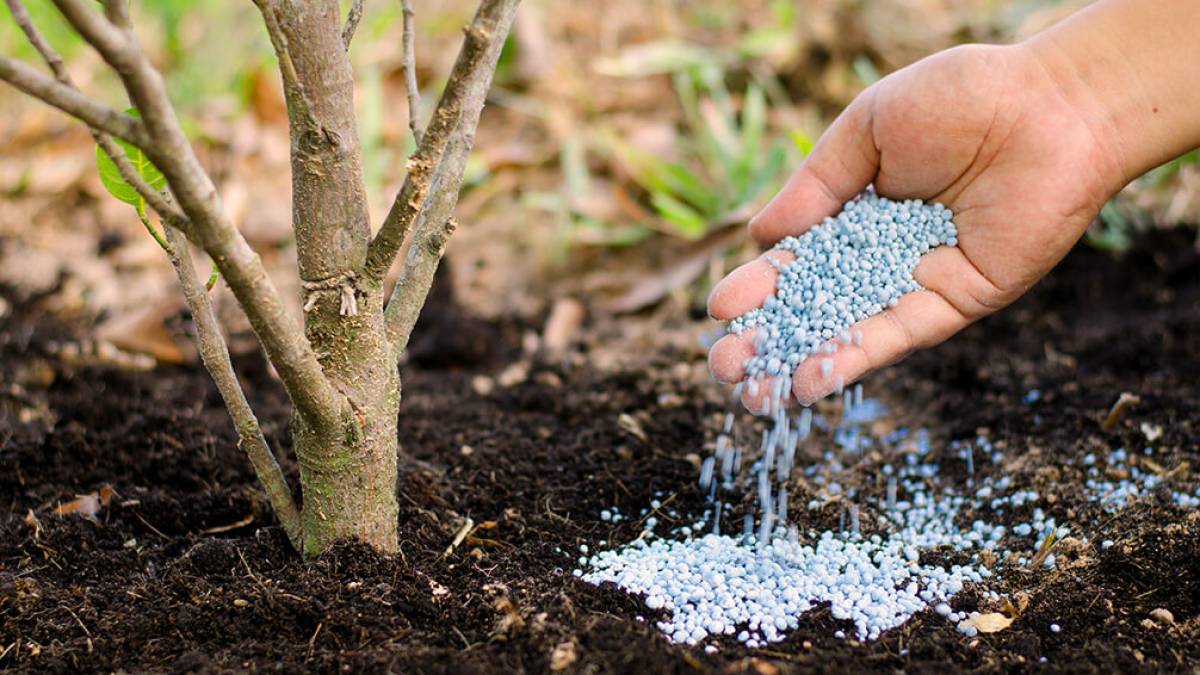 Understanding Fertilizer vs. Fertiliser